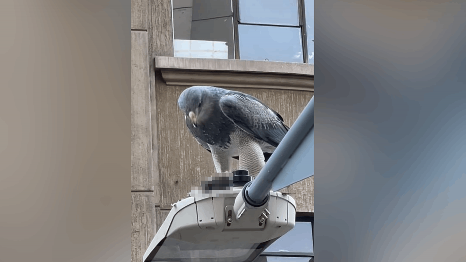 Captan a un águila 'almorzando' en pleno centro de Santiago | 24horas