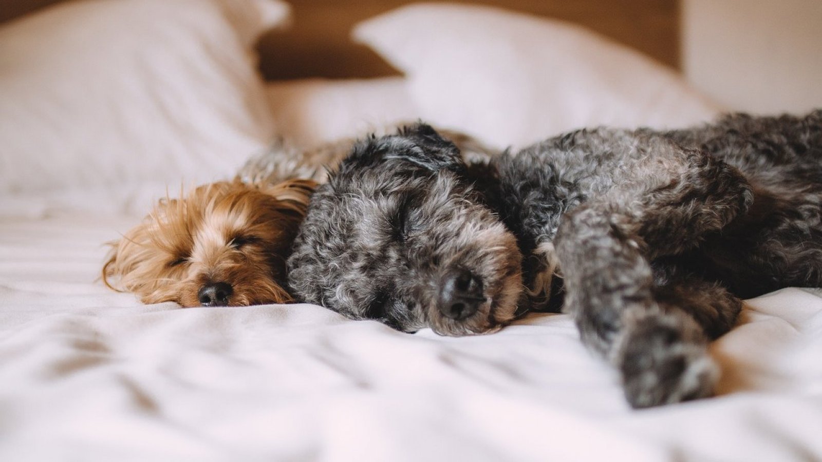 Dos perros recostados en una cama.