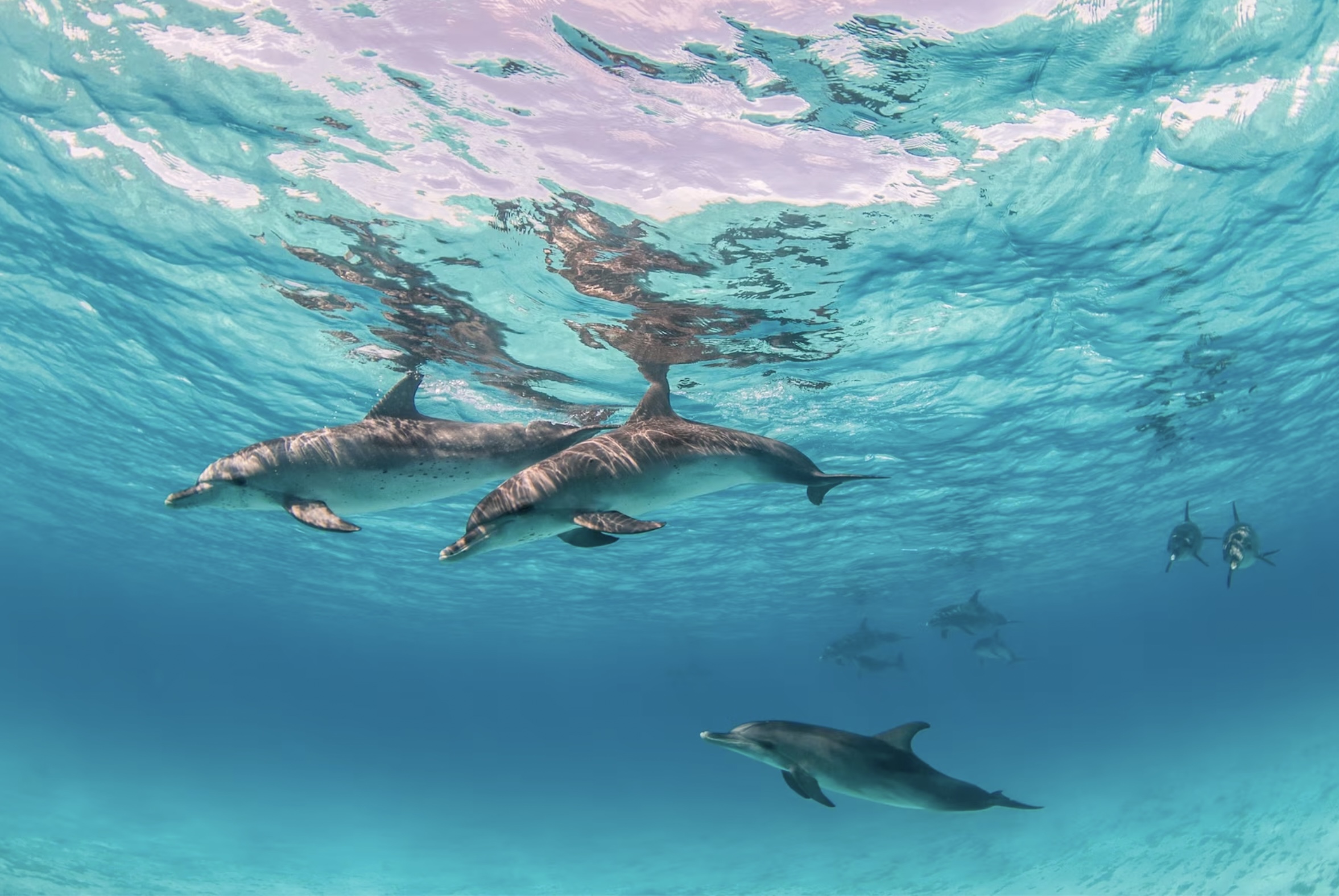 Dolphins