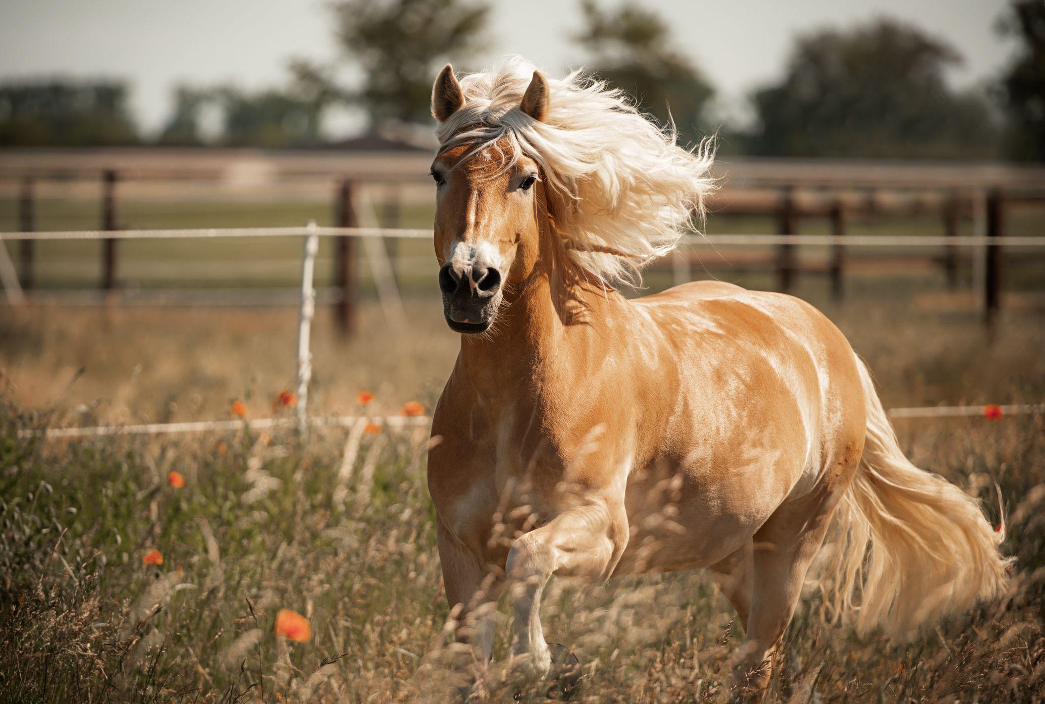 Caballo en movimiento