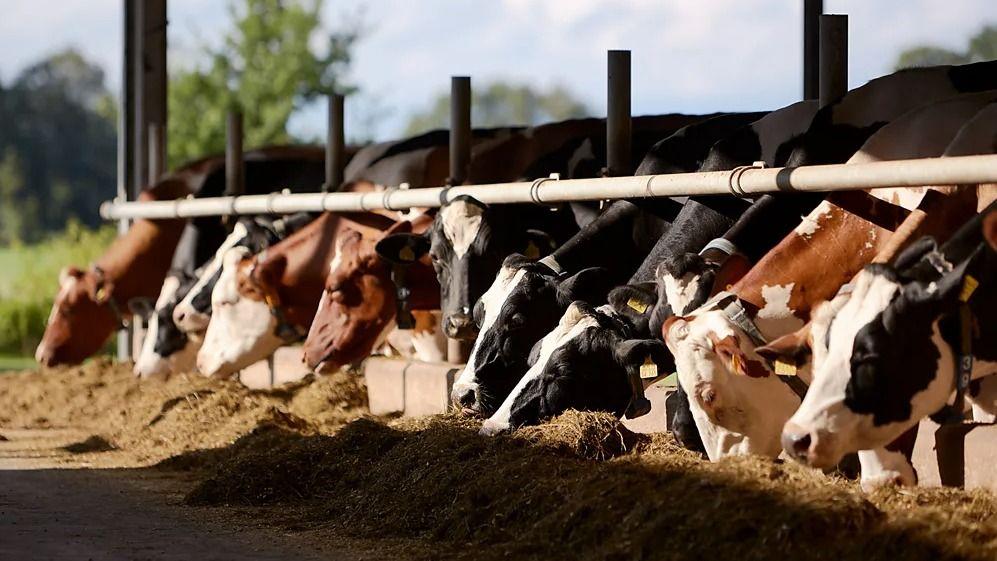 Vacas en una granja.