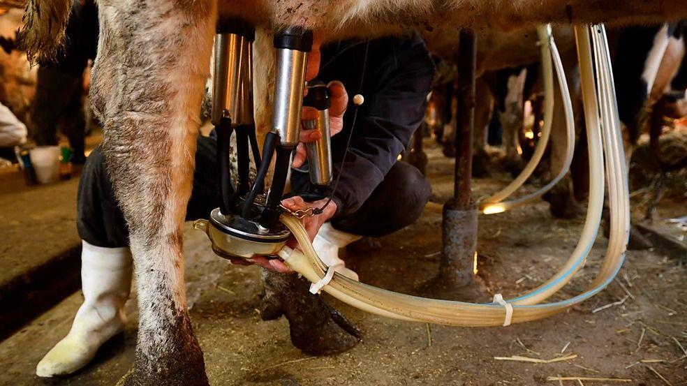 Ordeño de una vaca.