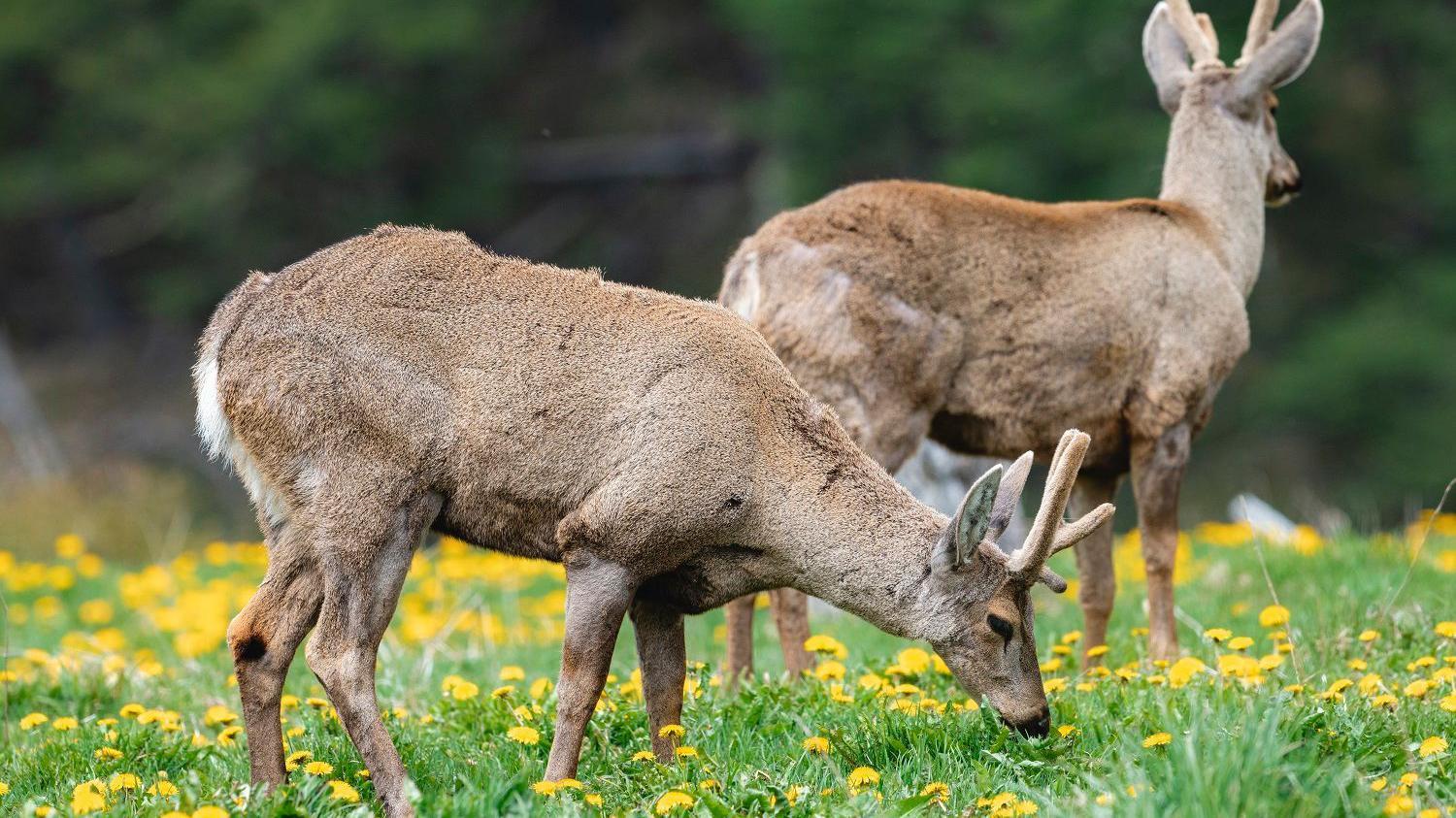 Huemul chileno