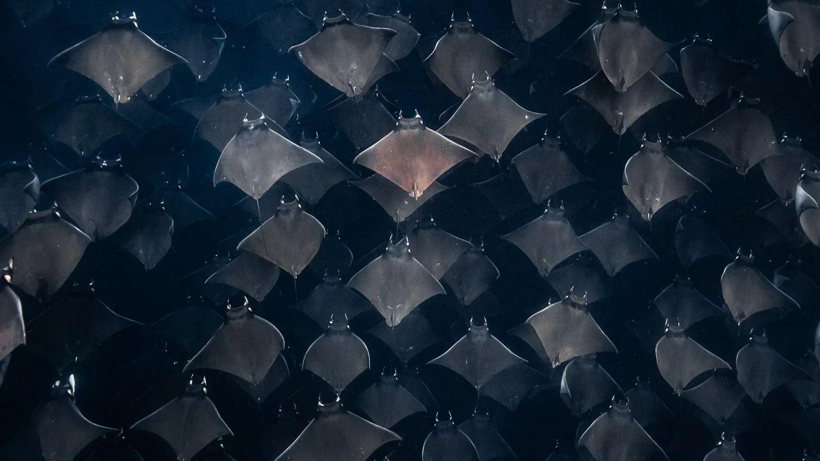 Muchas mantarrayas en fondo oscuro