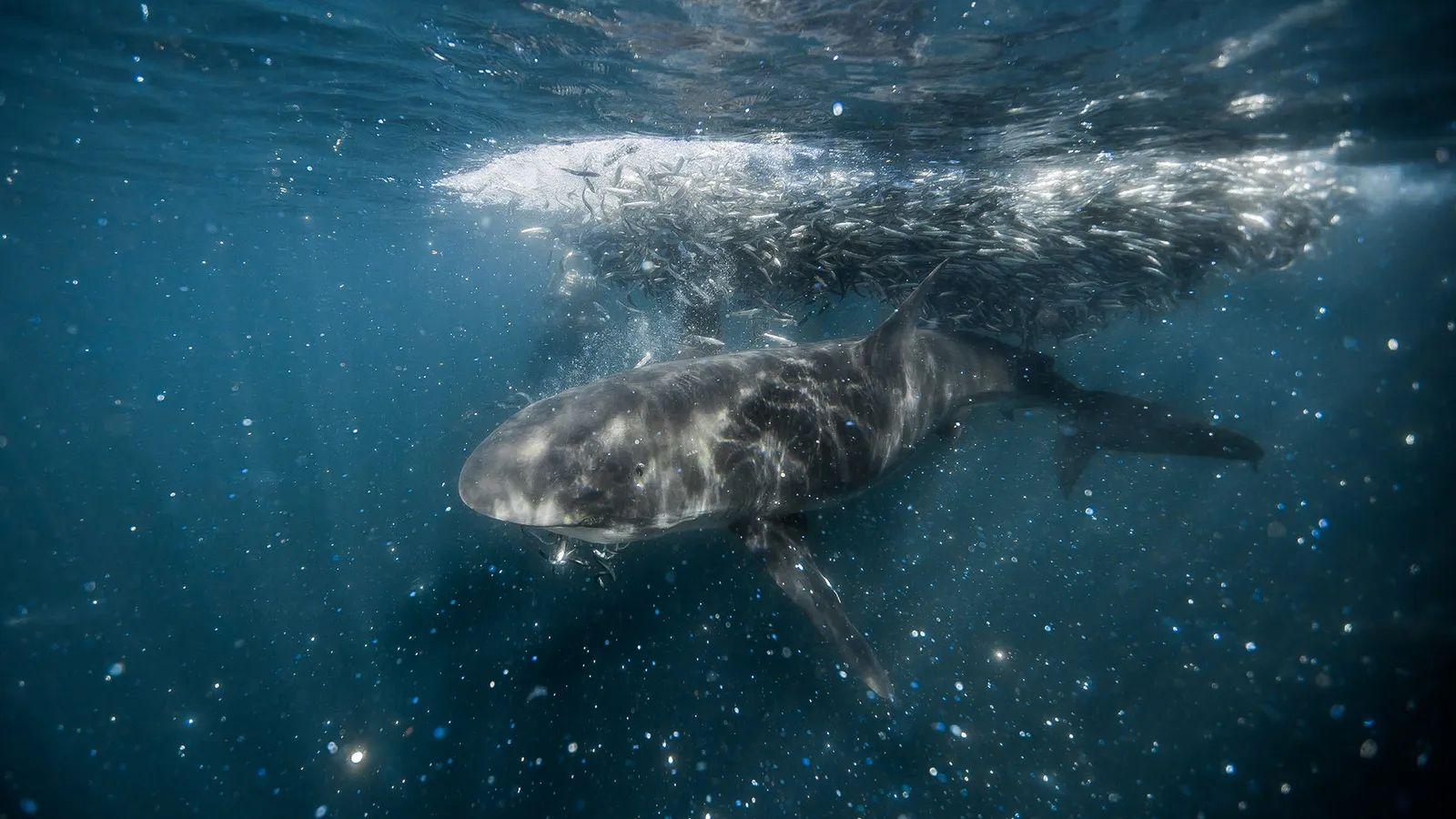 Tiburón, sardinas y el brillo de las escamas