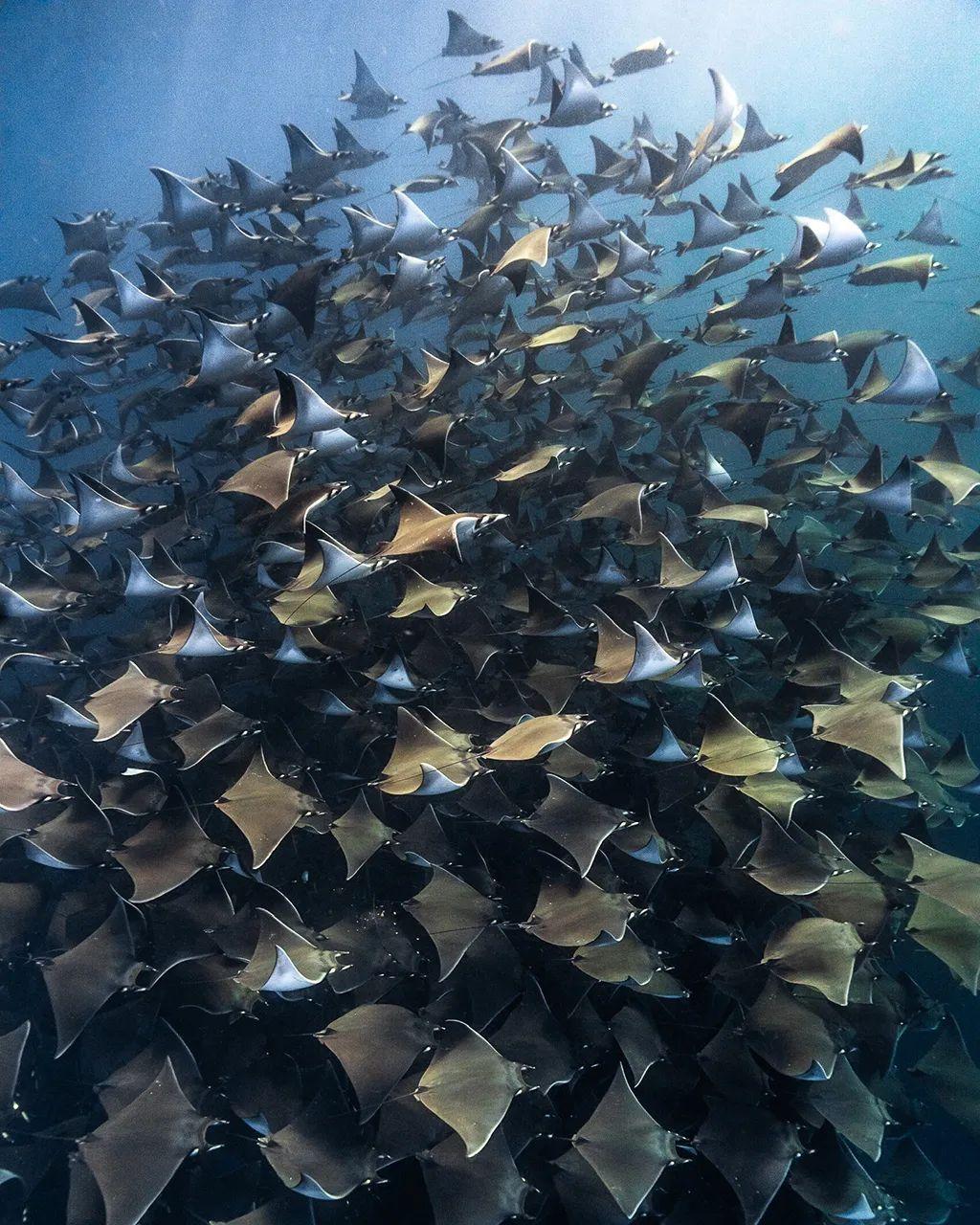 Muchas mantarrayas 