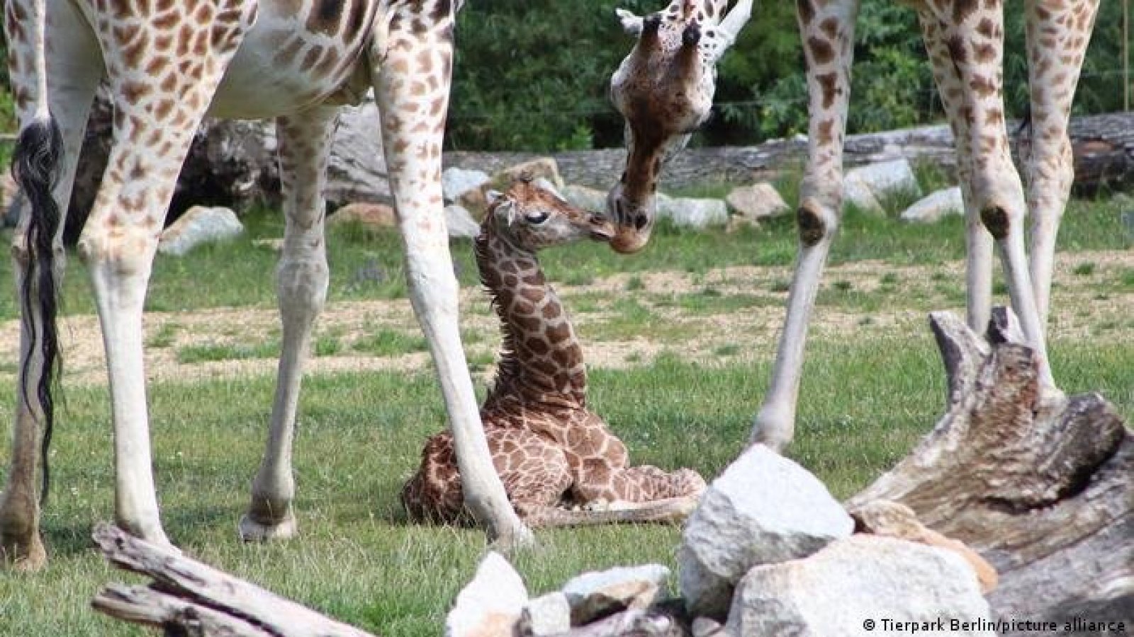 Nace raro ejemplar de jirafa en el zoológico de Berlín