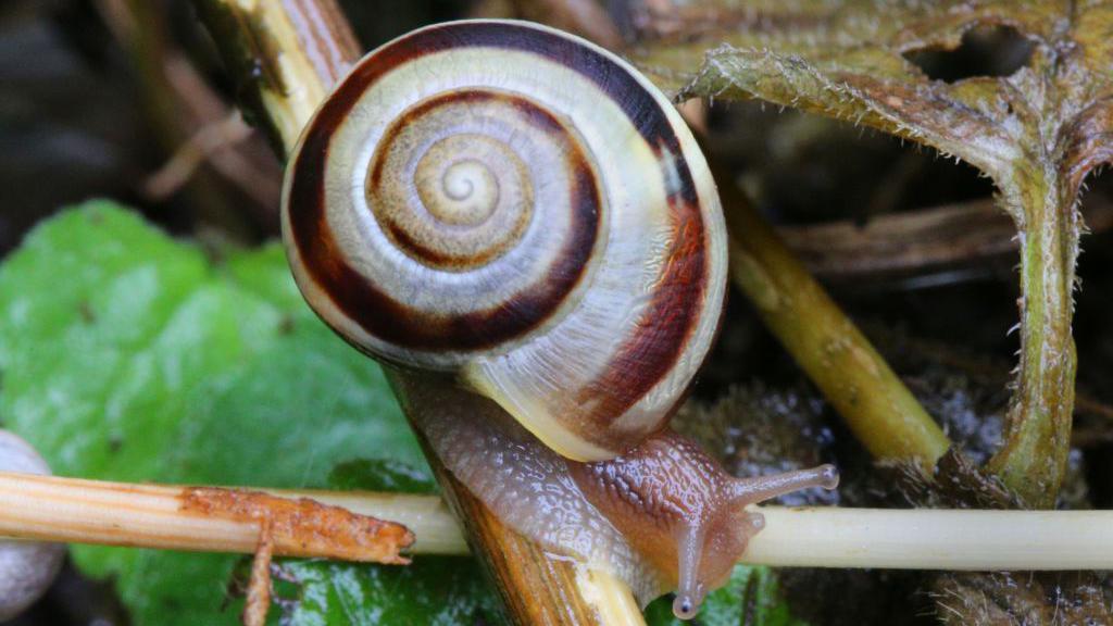 Un caracol en un jardín.