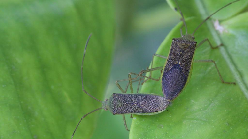 Chinches de patas foliadas (Homoeocerus) se aparean en un árbol de mango