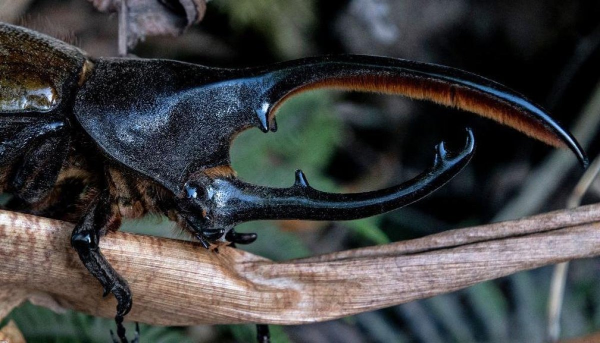 Penes desmontables y otras fascinantes características de la vida sexual de  los insectos | 24horas