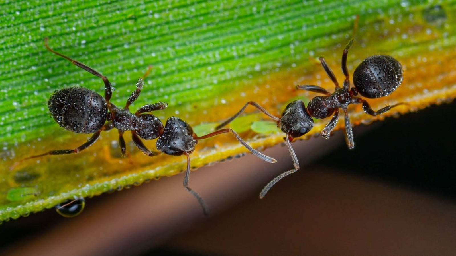 Estudio encuentra que una familia de hormigas(Camponotus floridanus) amputa las extremidades de sus heridos.