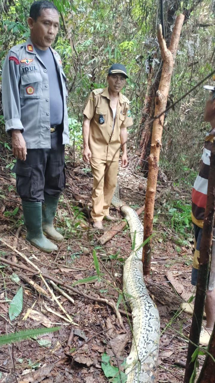 Funcionarios junto a la pitón muerta en el bosque.