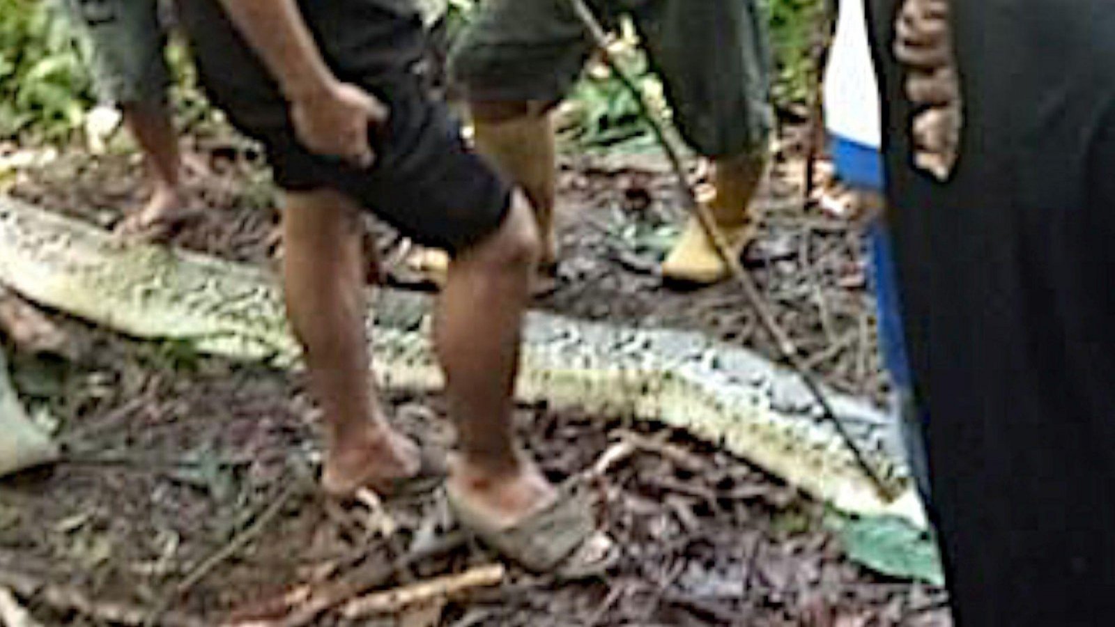 Serpiente come a una mujer en Indonesia