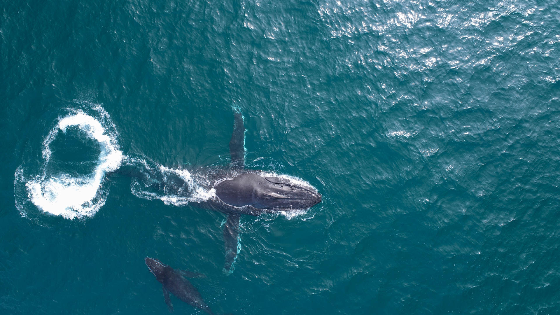 Ballenas nadando en el mar