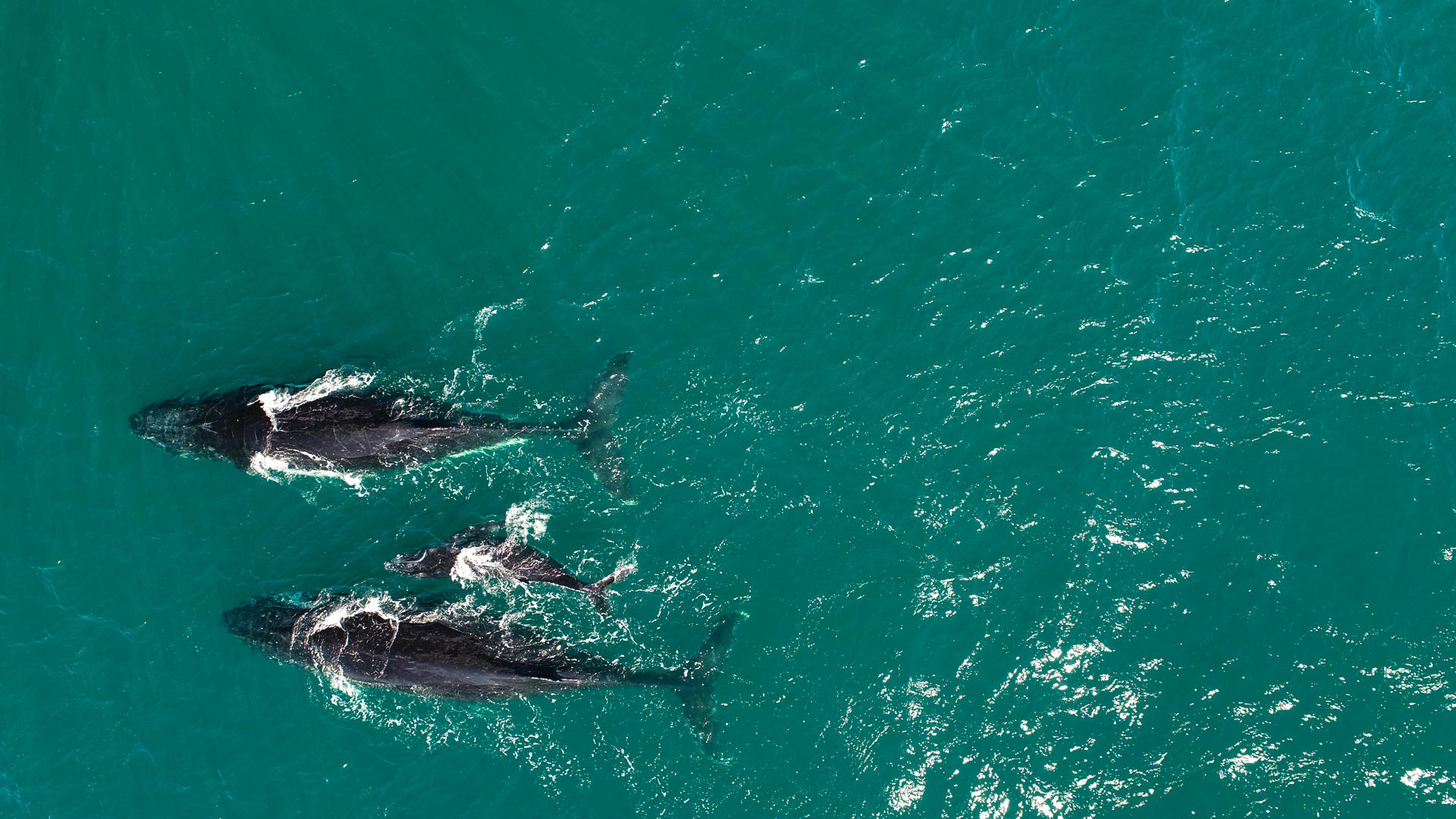 Ballenas en el mar