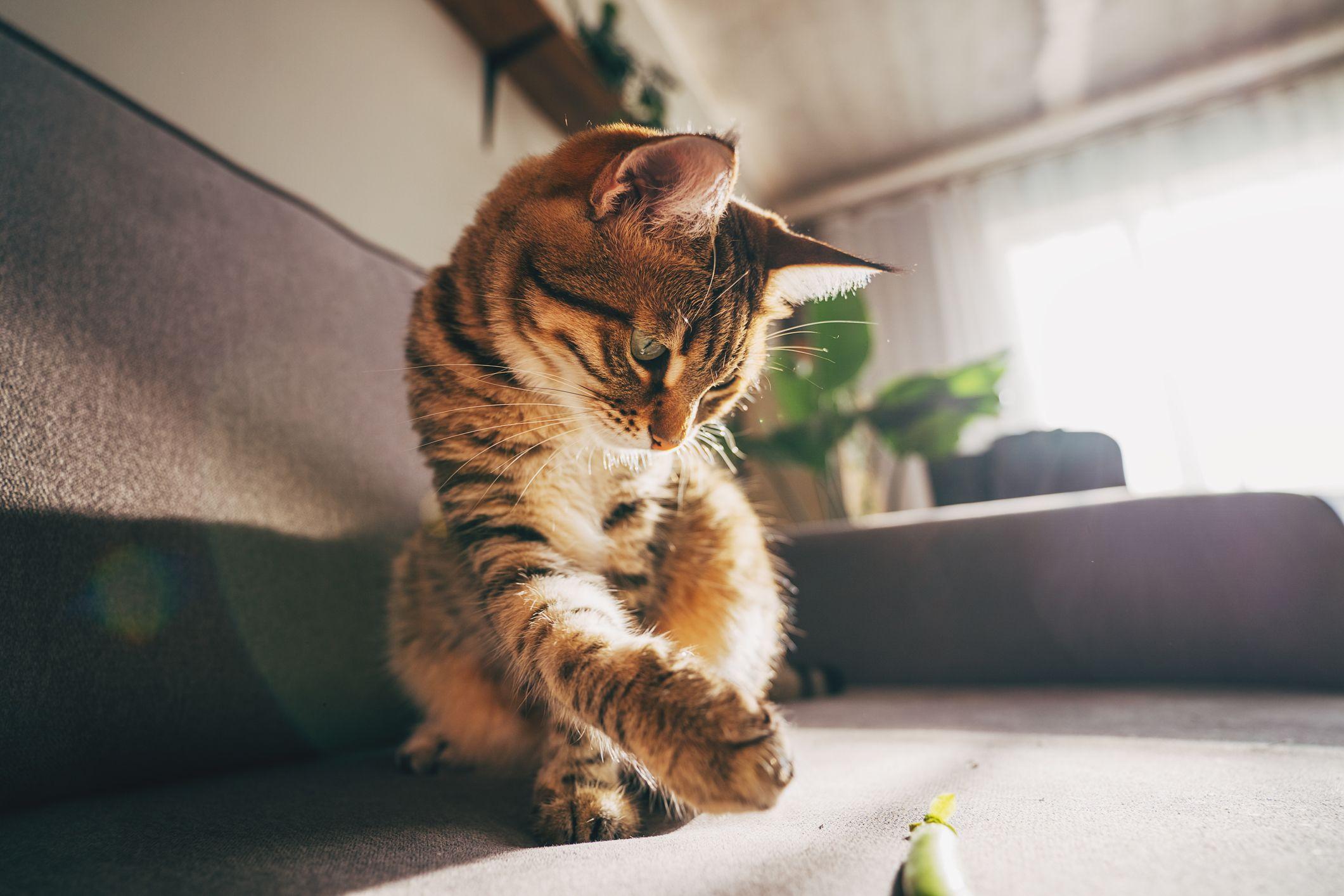 Un gato jugando