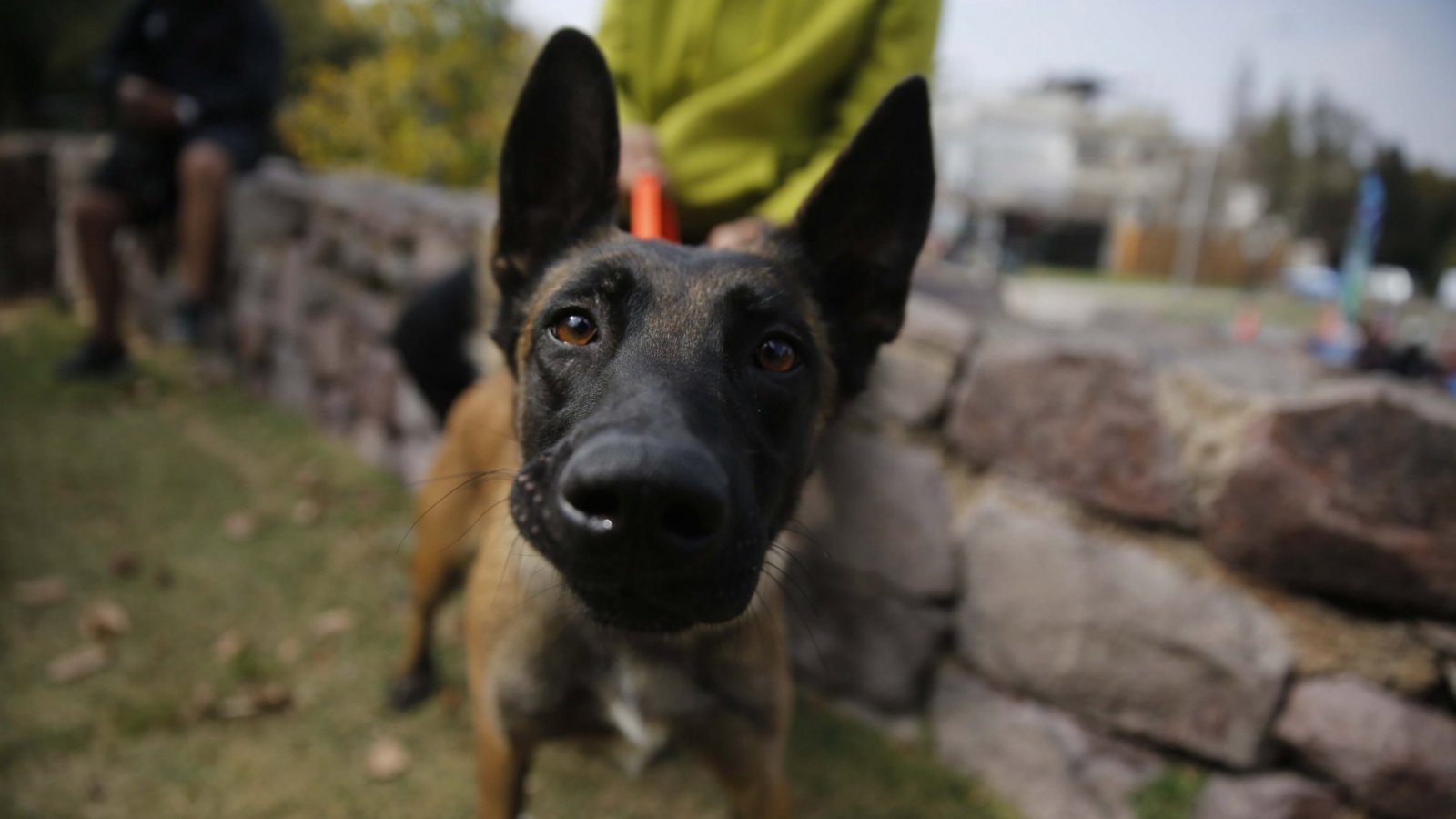 La efeméride fue creada por la OMS para concientizar sobre el abandono a caninos