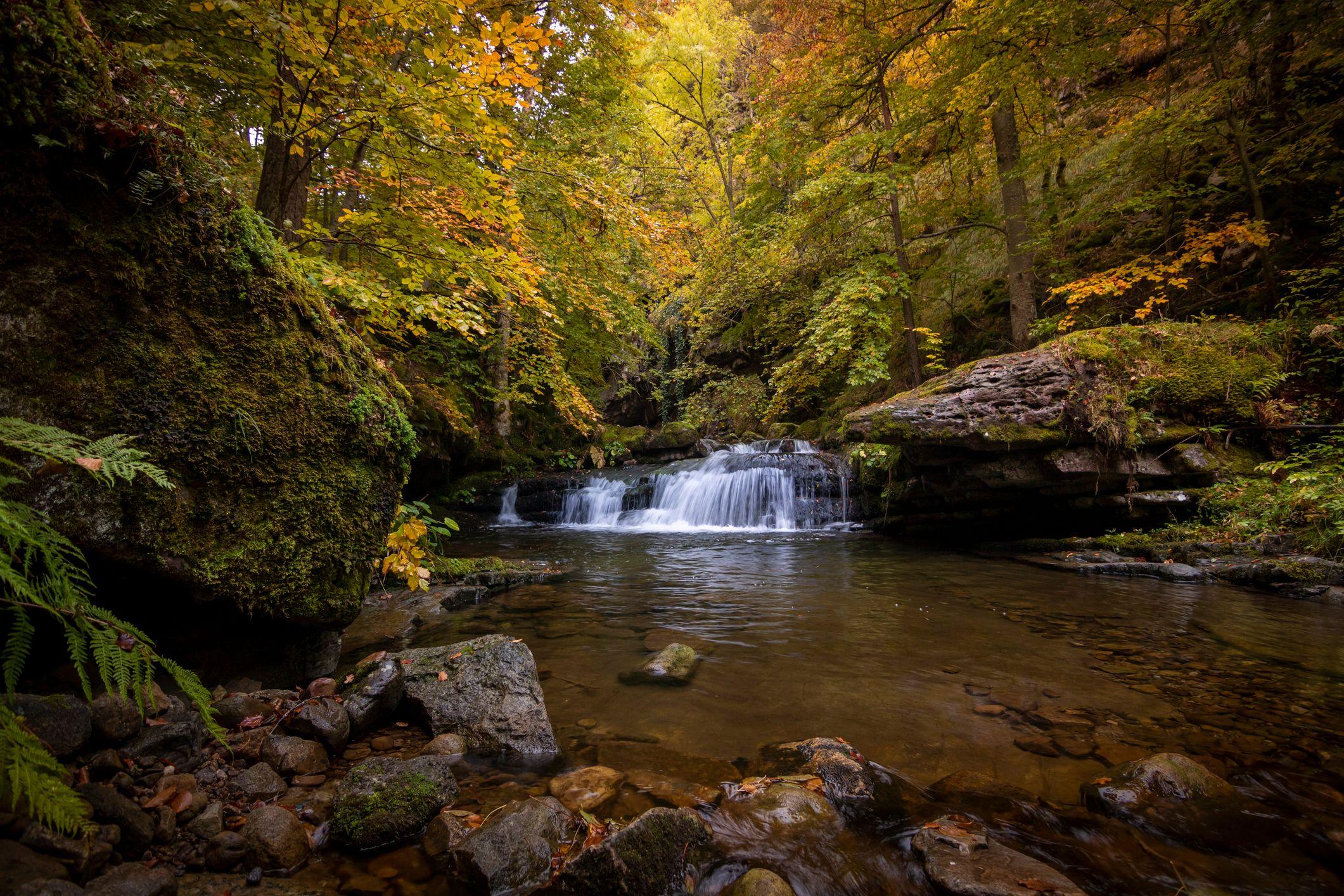 Río y árboles en otoño. 