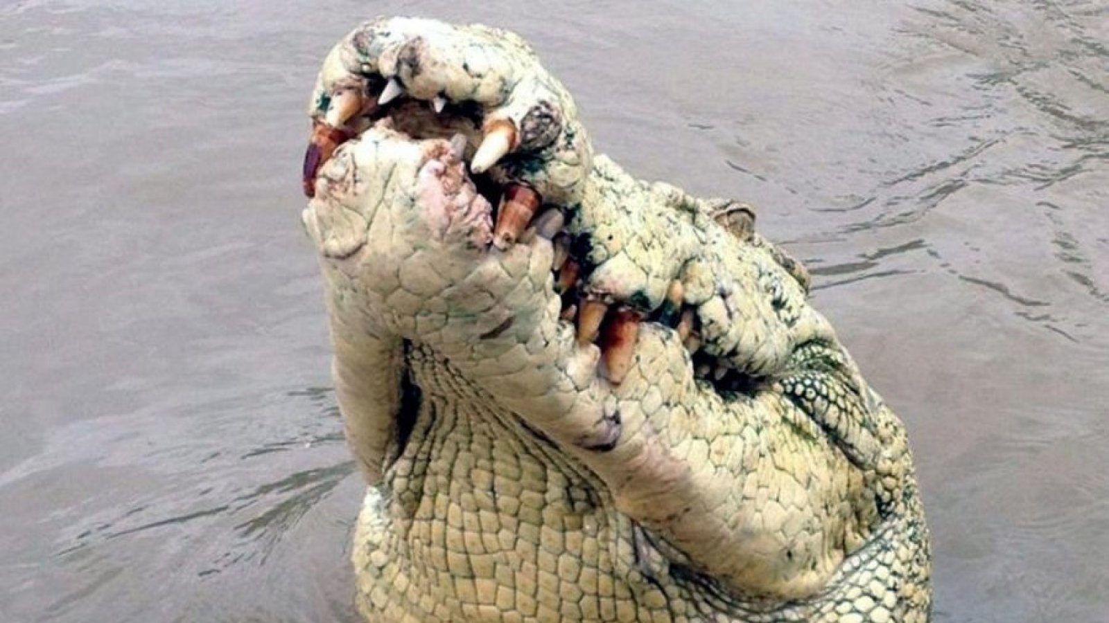 Fotografía cedida por la compañía de cruceros Adelaide River Queen Jumping Crocodile hoy, miércoles 20 de agosto de 2014, donde se ve a un cocodrilo de cabeza albina de nombre Michael Jackson que fue asesinado después de que el cocodrilo matara a un hombre en el Río Adelaide, al norte de Australia este 18 de agosto de 2014. La policía australiana dijo este 19 de agosto que recuperó e identificó el cuerpo de la víctima atacada por el cocodrilo, un hombre de 57 años que se encontraba pescando cuando fue atacado. La policía mató al cocodrilo de 4.5 metros, de acuerdo a una declaración hecha por ellos