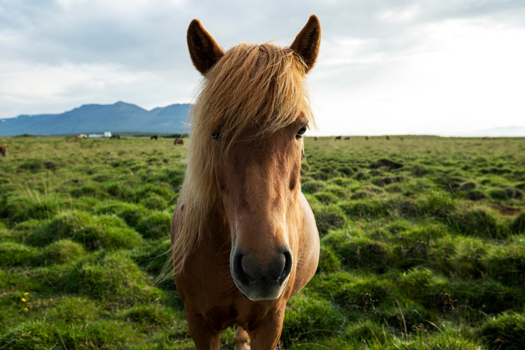 Caballo en un campo