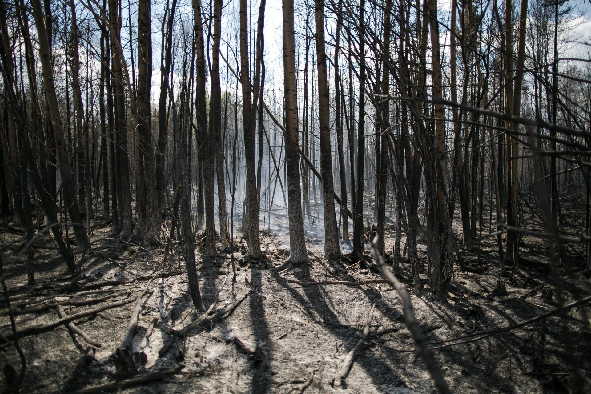 Bosque tras incendio