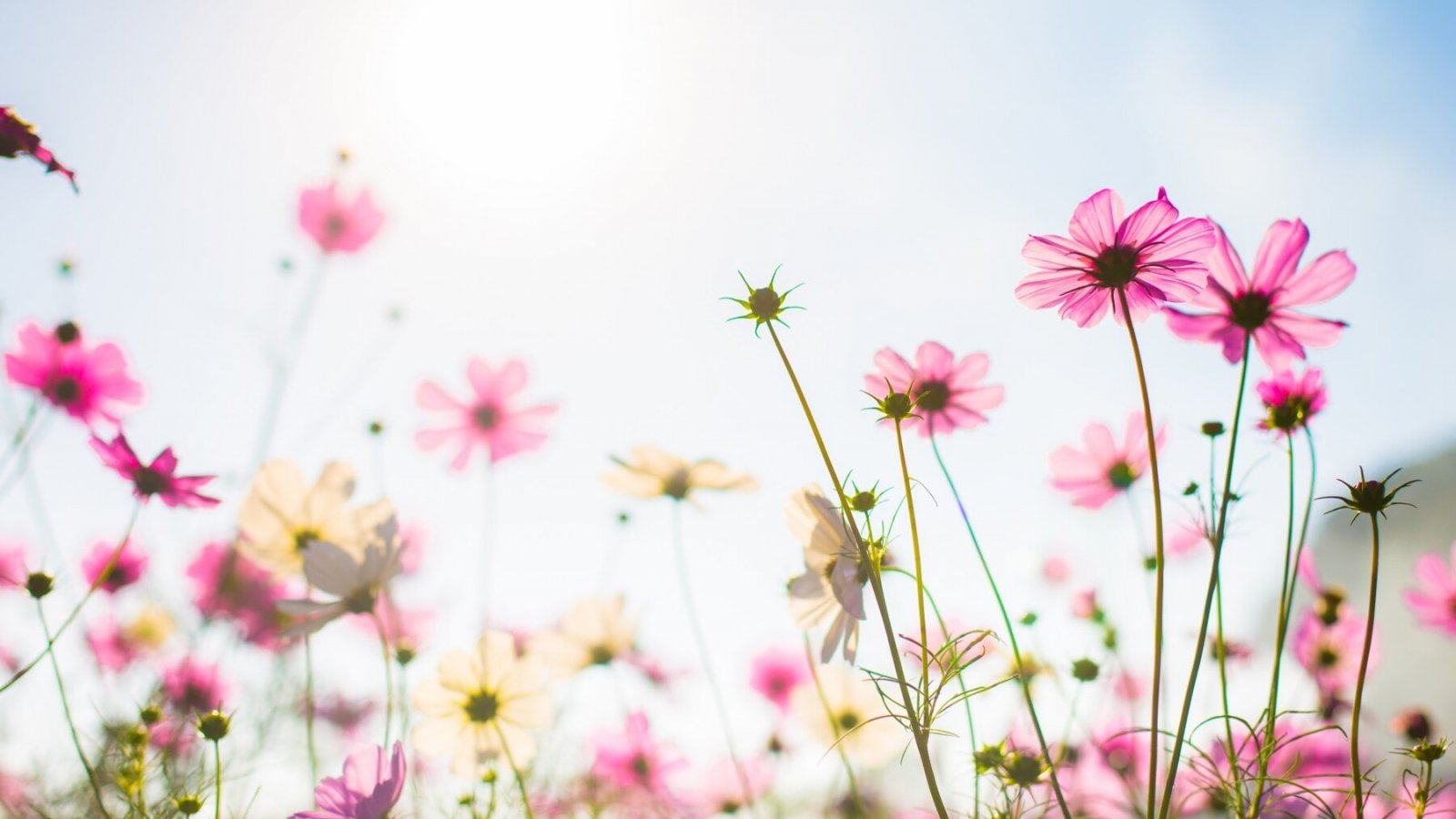 Flores de primavera. Cuando llega la primavera.