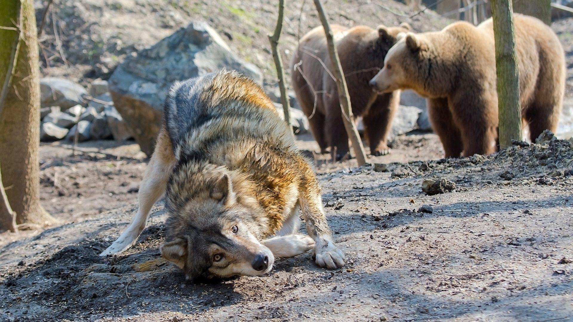 Lobos. 