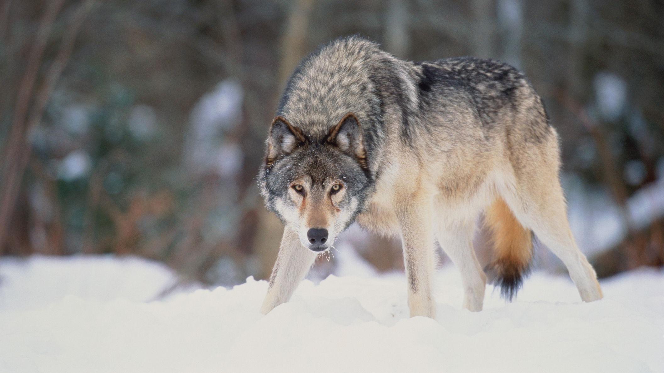 Lobo gris. 