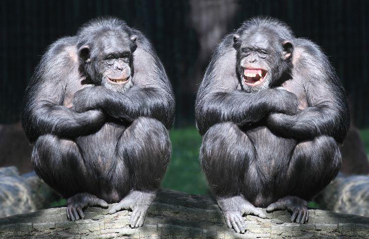 Dos chimpancés sonrientes sentados en un árbol con los brazos cruzados.