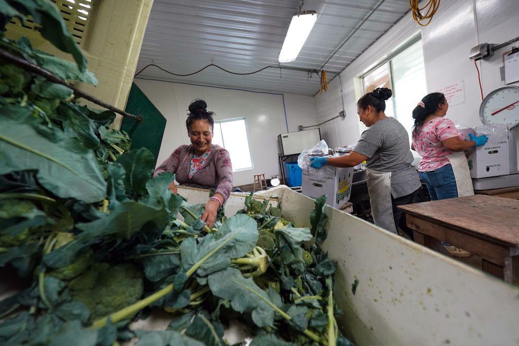 Trabajadores agrícolas