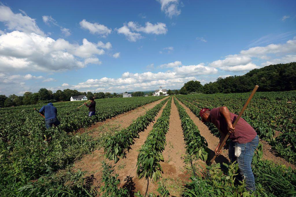 Trabajadores agrícolas