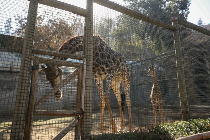 Zoológico metropolitano