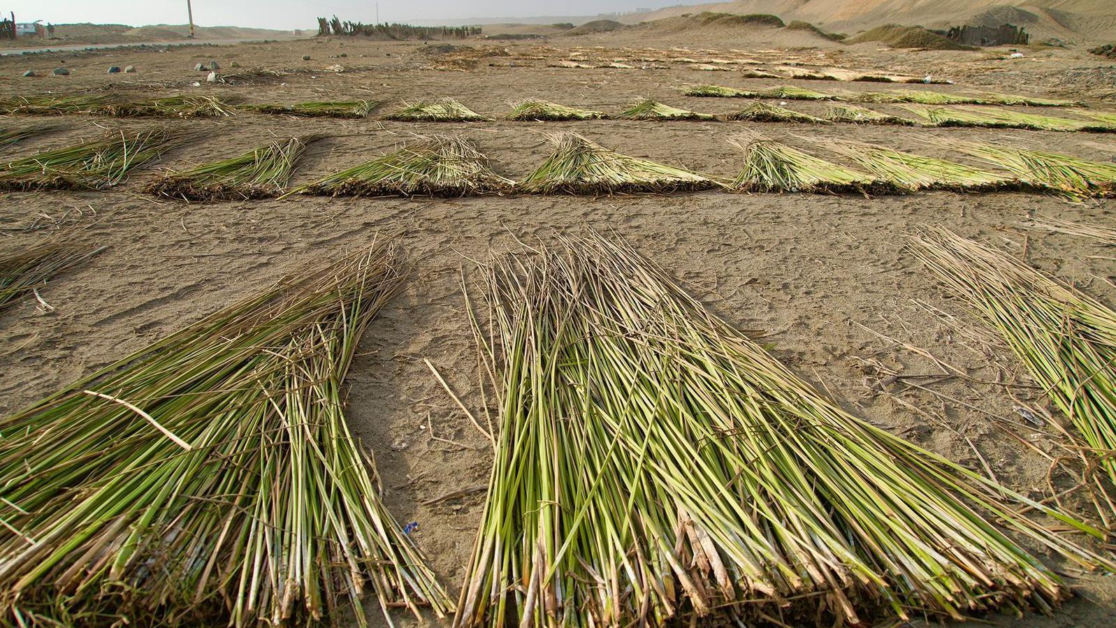 Cañas de totora 