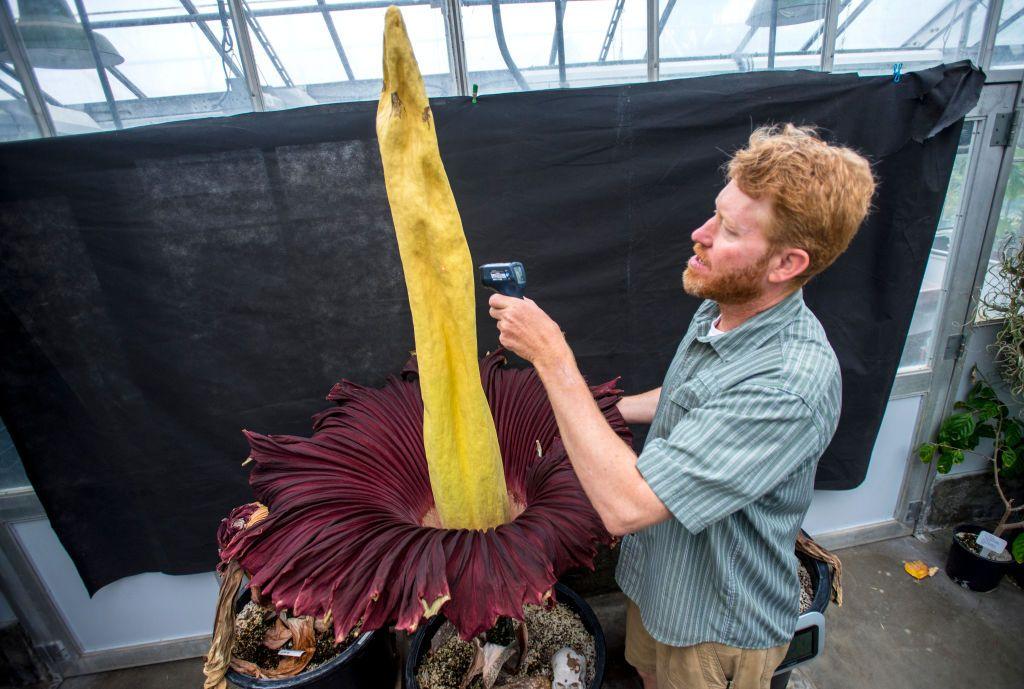 Un hombre con un termómetro digital toma la temperatura del Aro Gigante