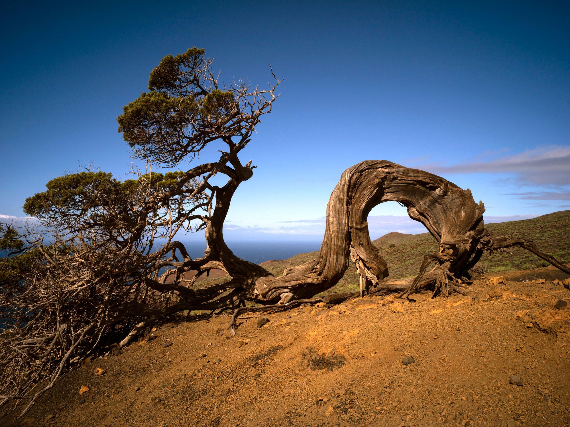 árbol casi caído por el viento.