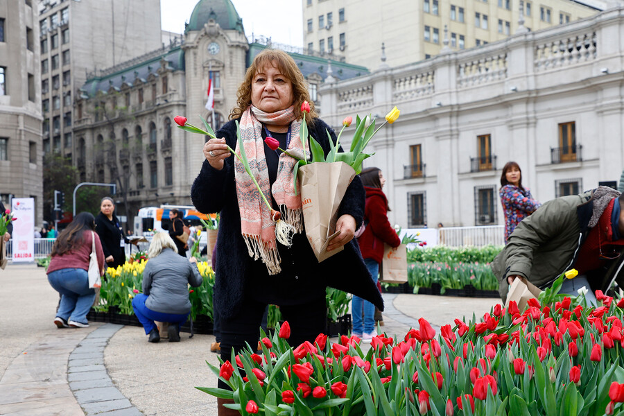 Día del tulipán en chile