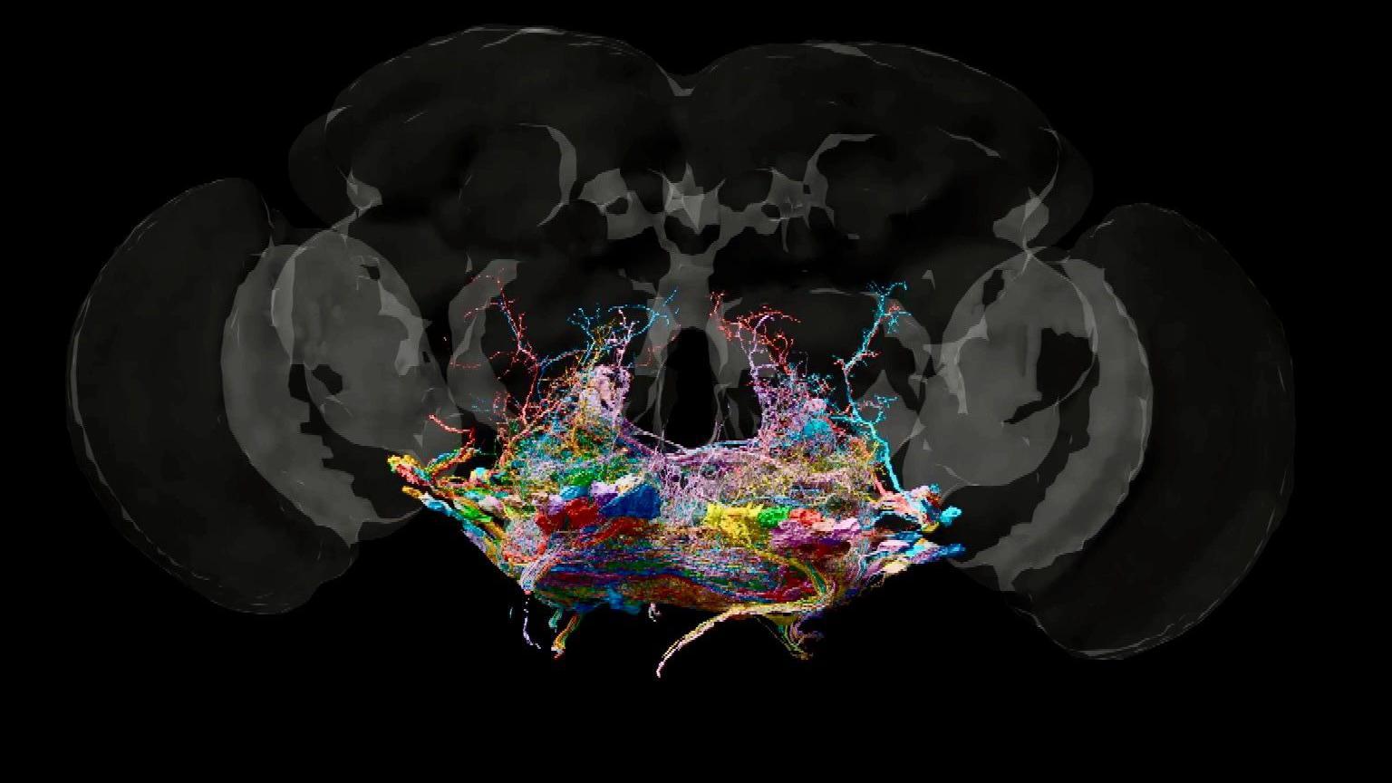 Un mapa del cerebro de la mosca. 