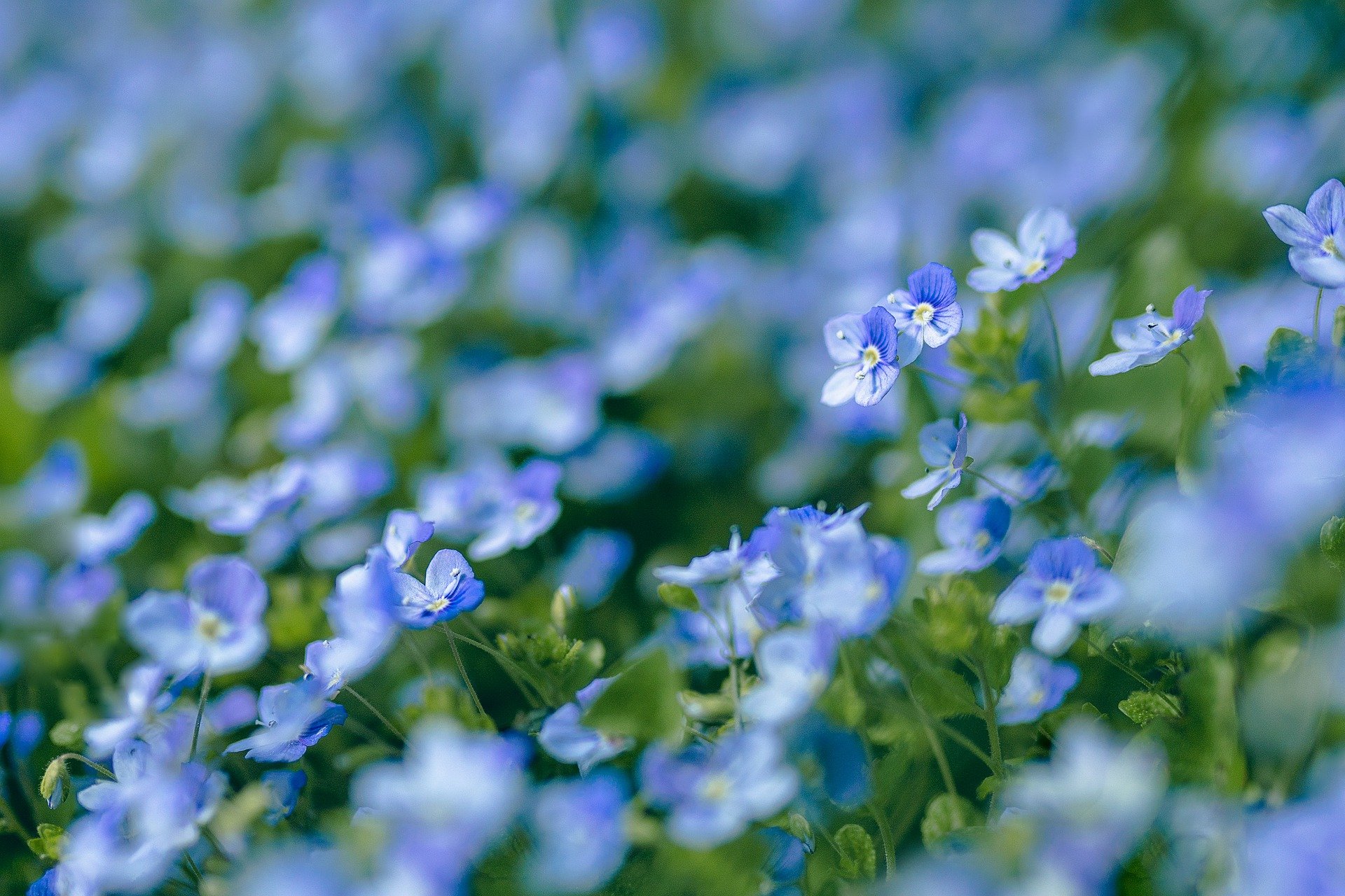 Flores azules en un prado