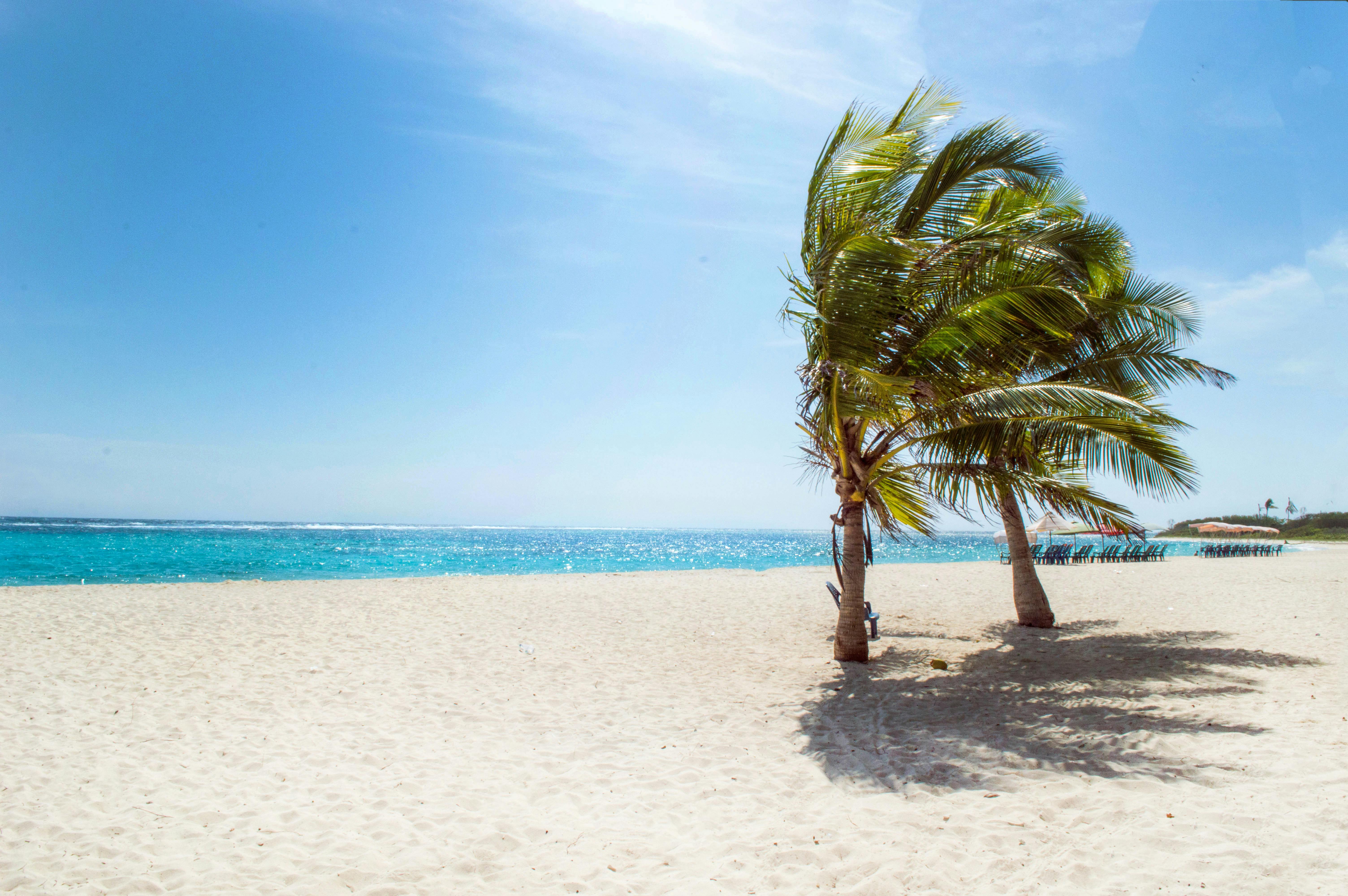 Playa y palmeras