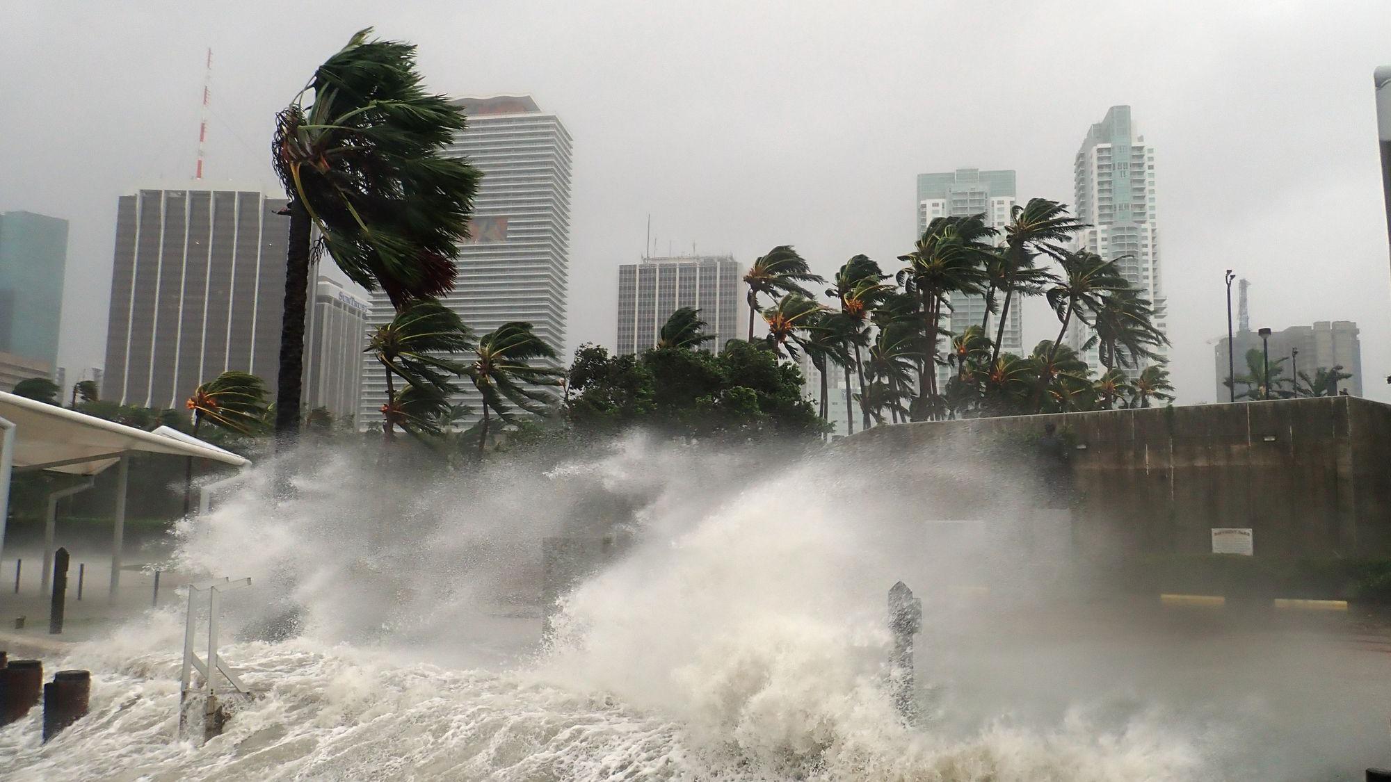 Imagen de palmeras azotadas por vientos fuertes y marejadas que golpean la costa 