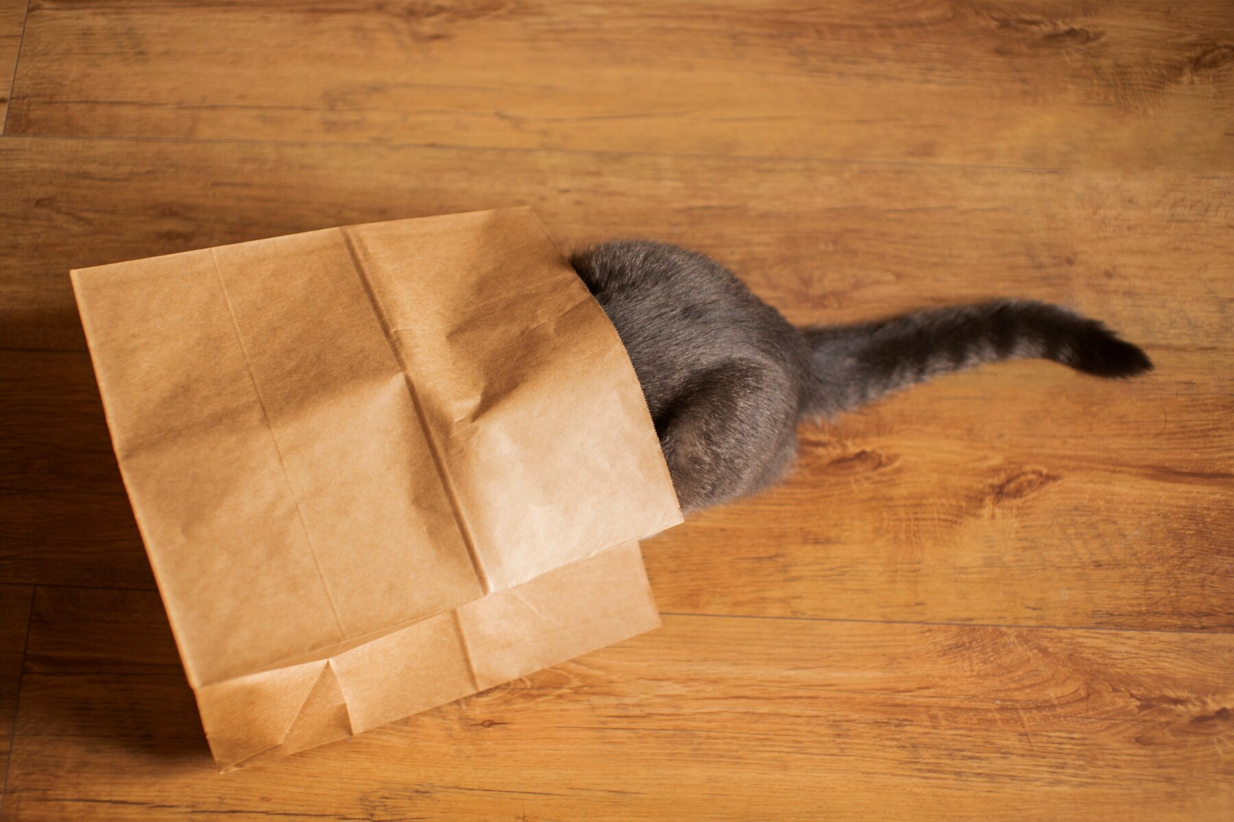 Gato escondido en una bolsa