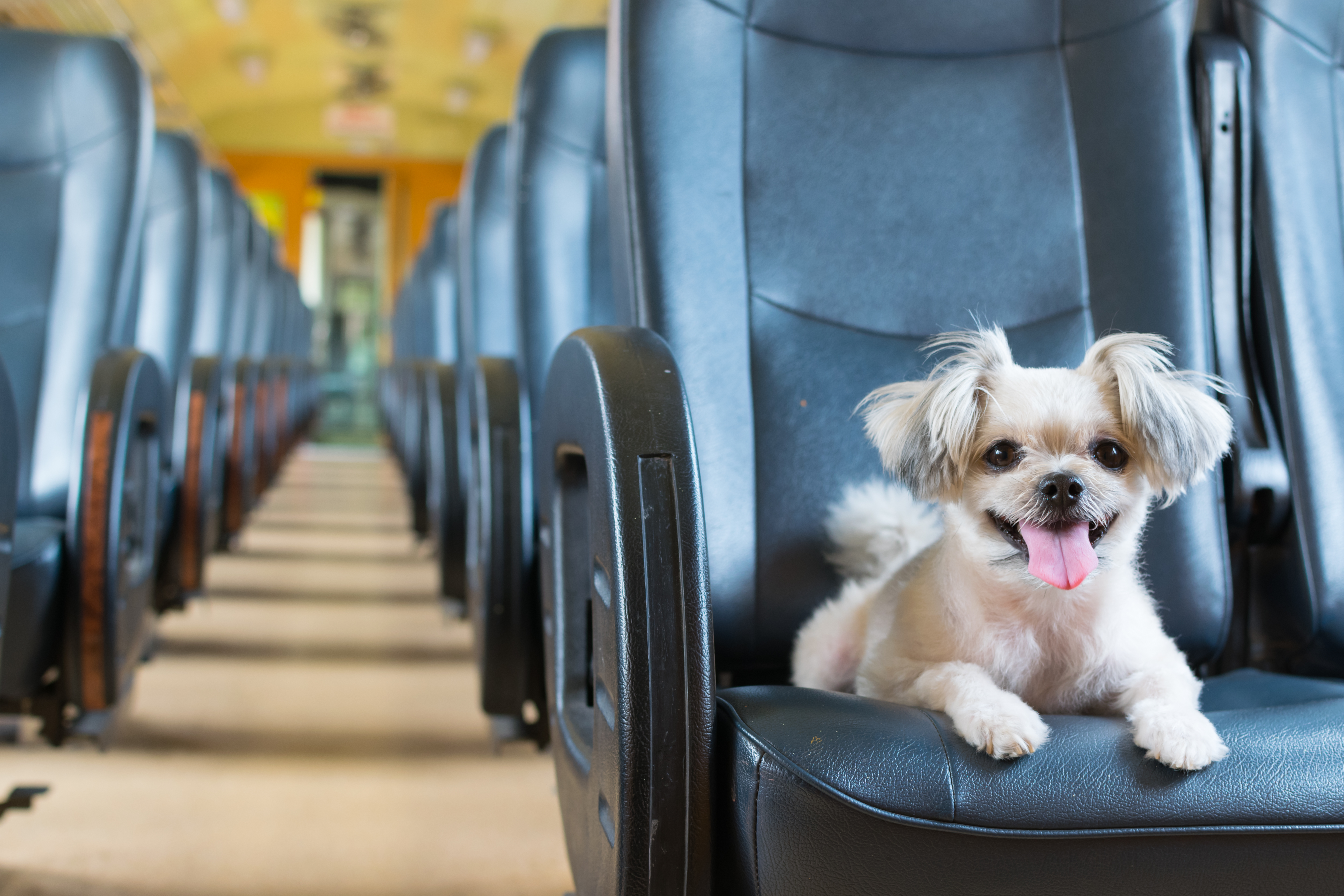 Viajes pet friendly