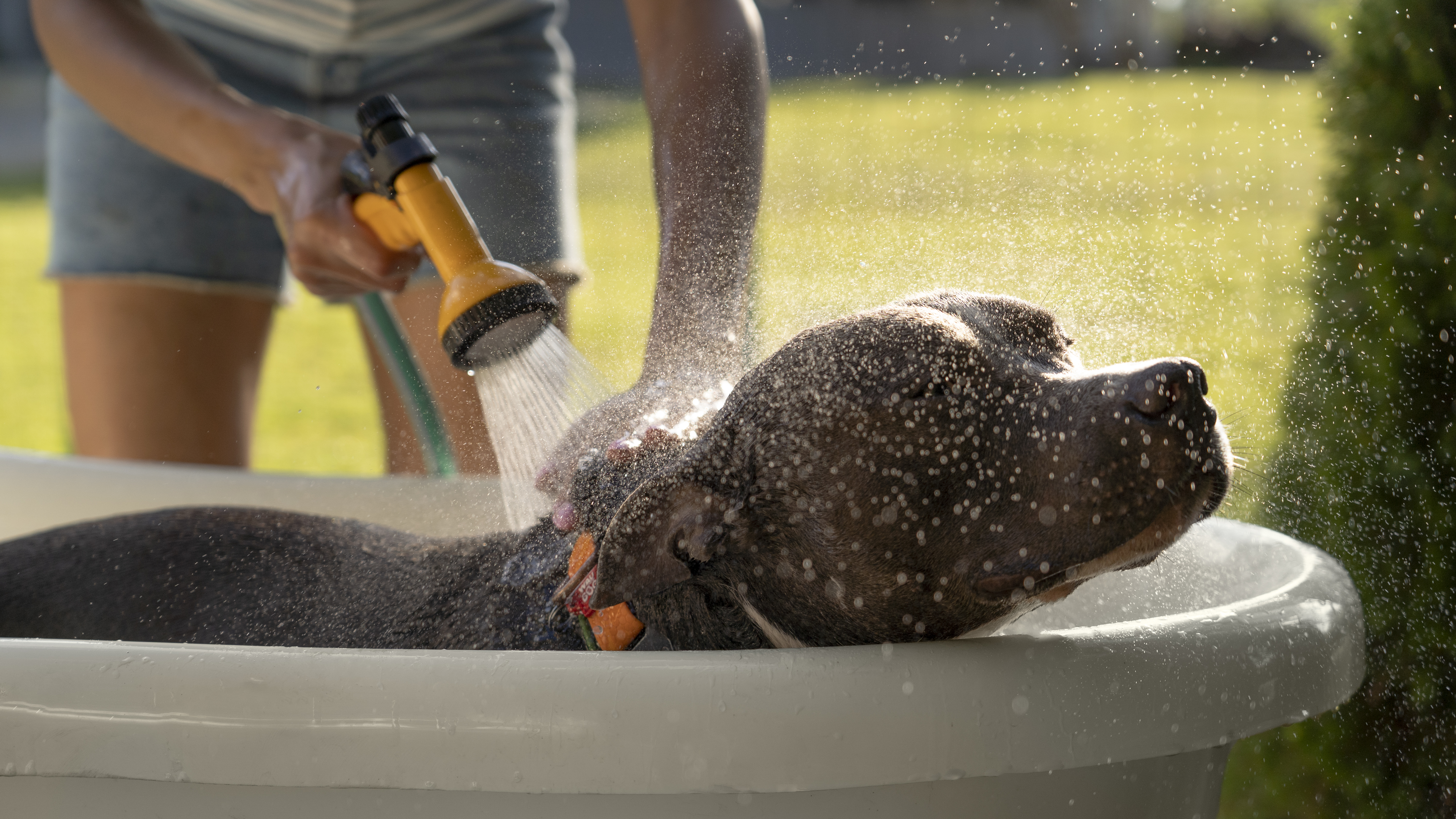 Perro recibiendo un baño