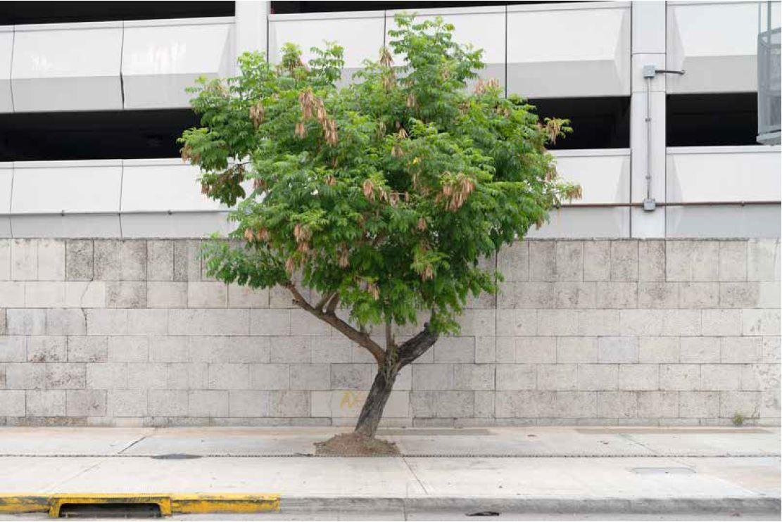 Fachada de un edificio con un árbol en la calzada