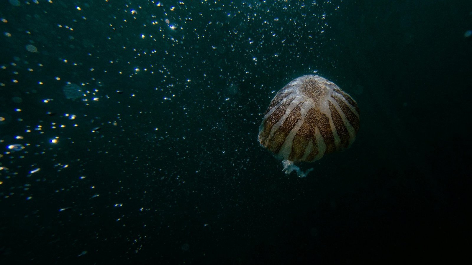 Conversación de animales en las profundidades del mar