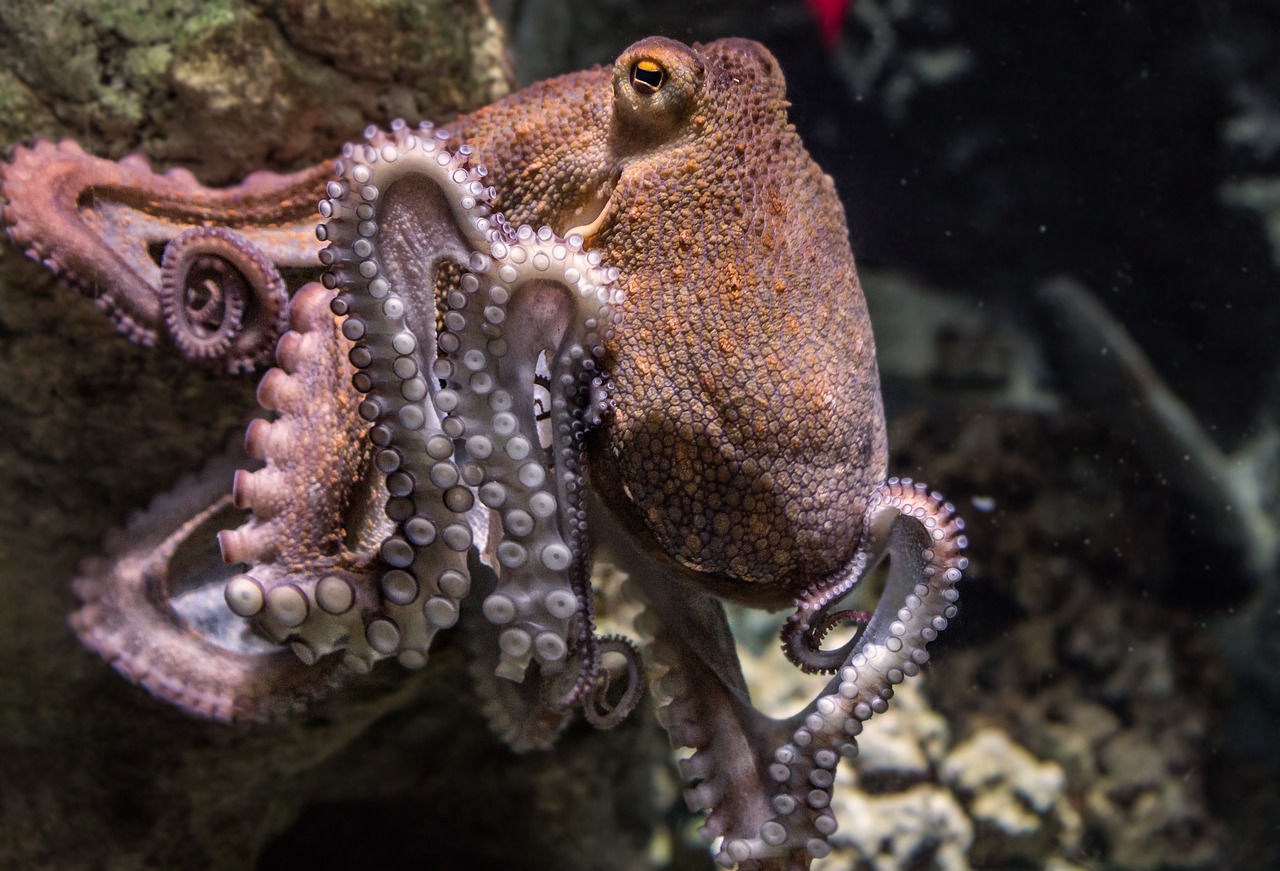 Pulpo animal que podría gobernar la Tierra