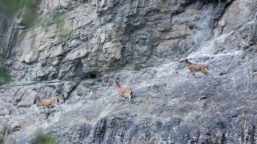 Cabras en un risco. 