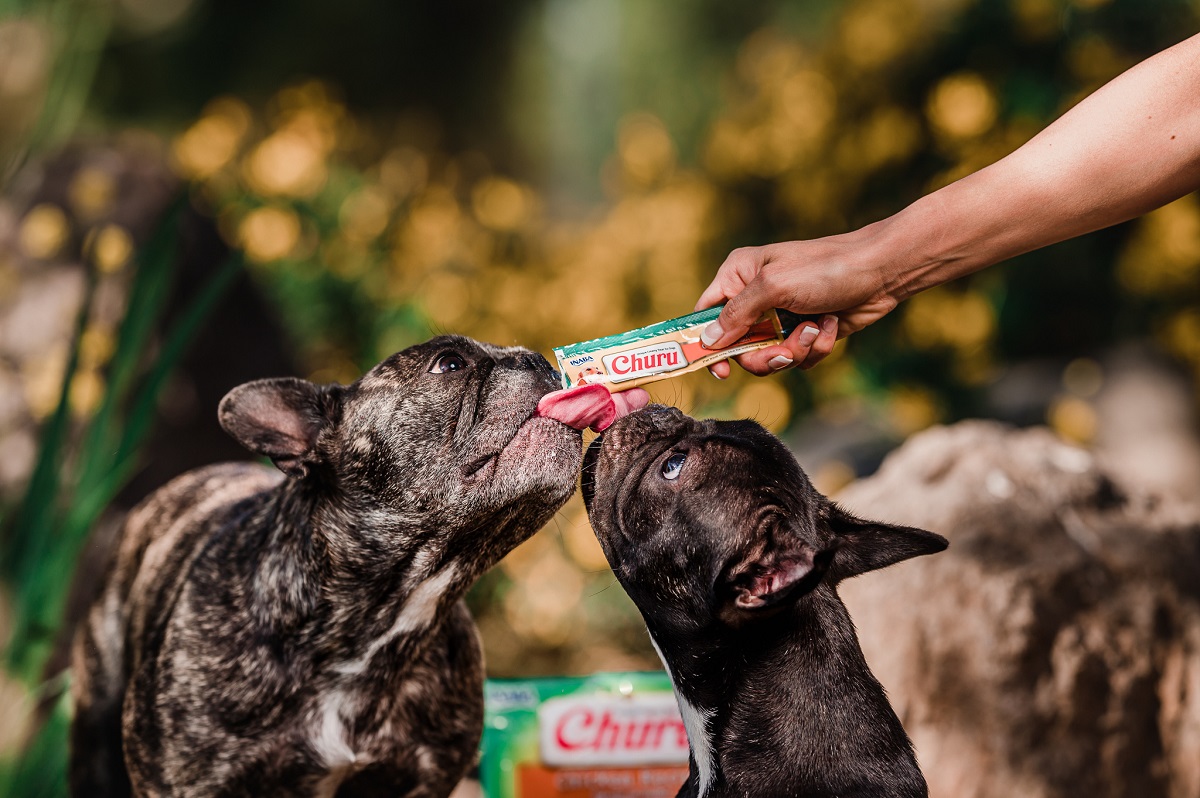 Perros comiendo Churu