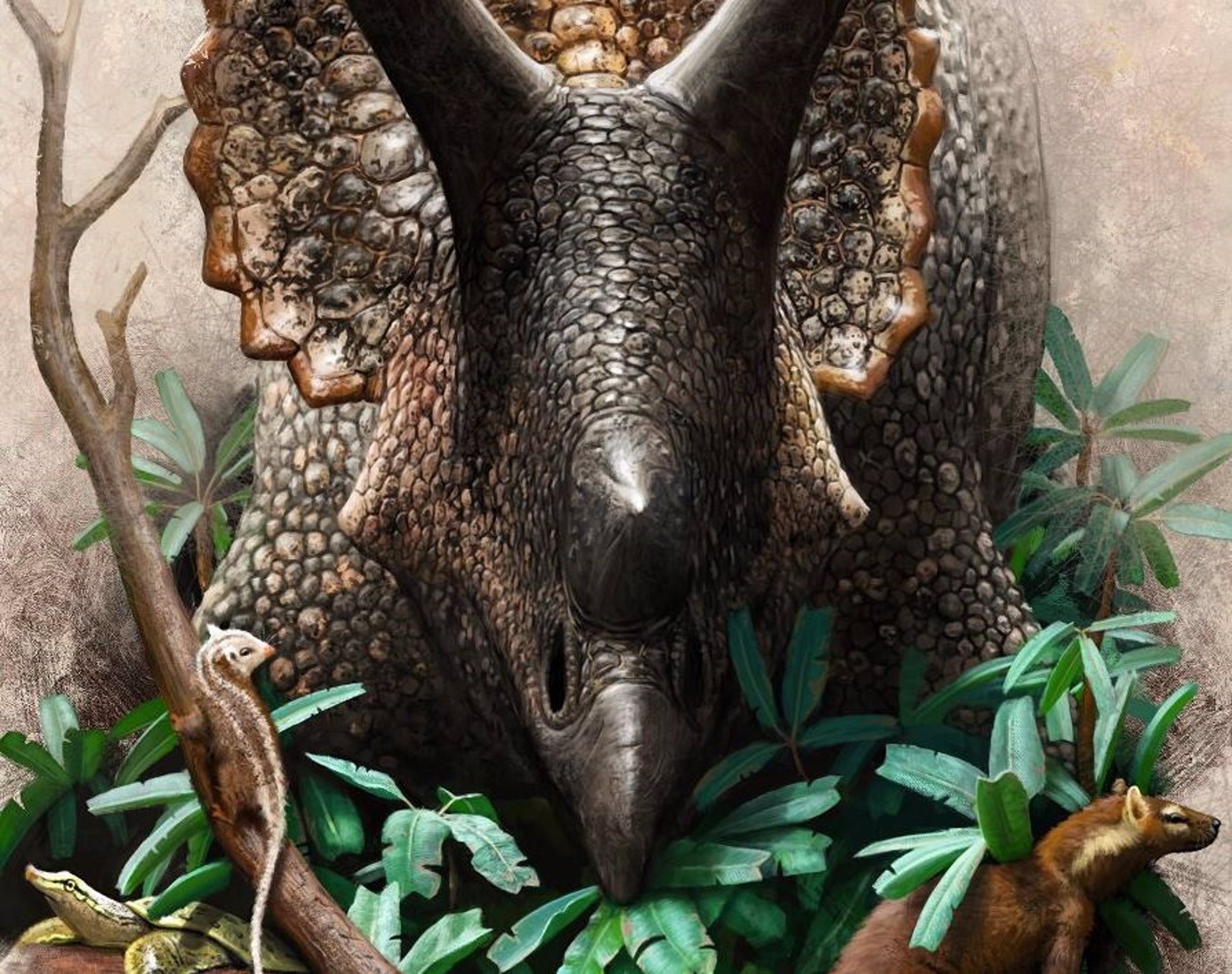 Triceratops