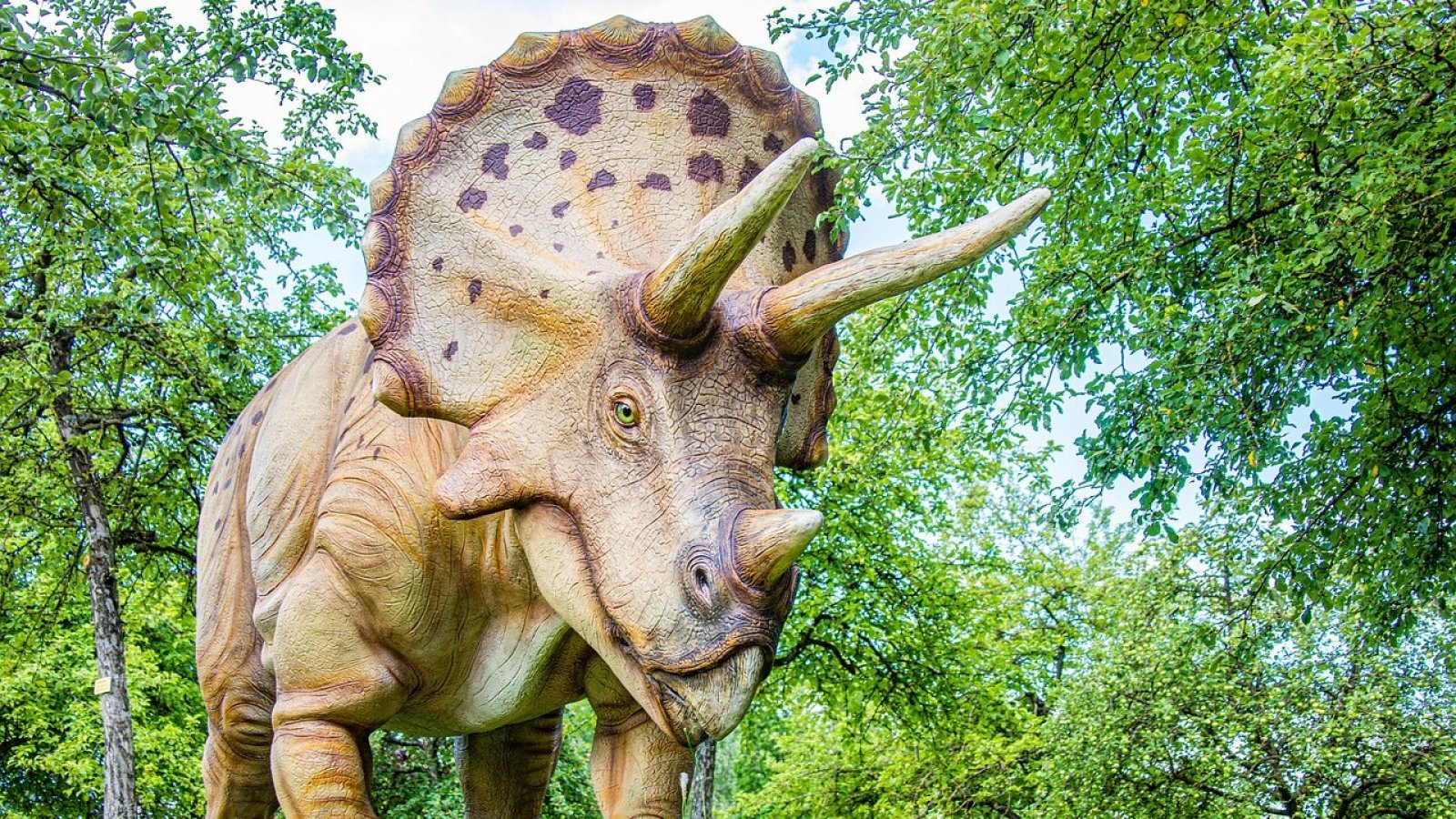 Triceratops